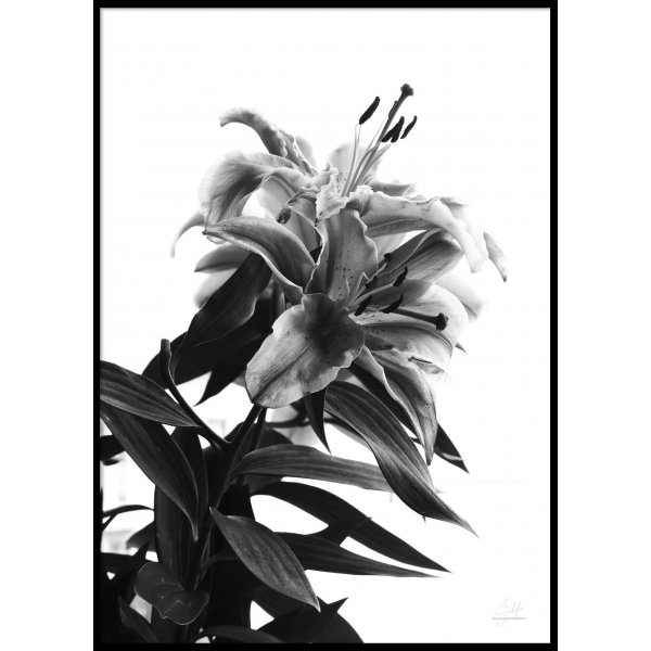 BLACK AND WHITE FLOWER - Poster 50x70 cm BLACK AND WHITE FLOWER - Poster 50x70 cm