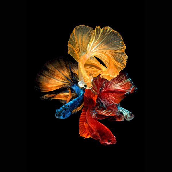 Glastavle Fishes nr 2 - 80x80 cm