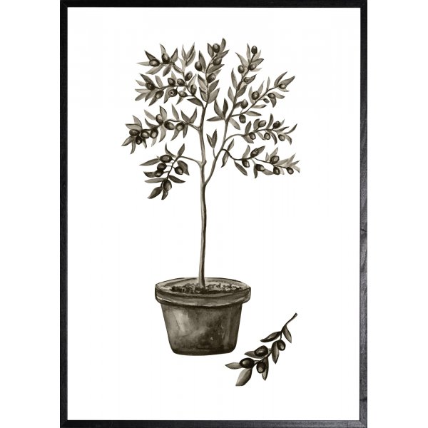 Plakat - Oliven