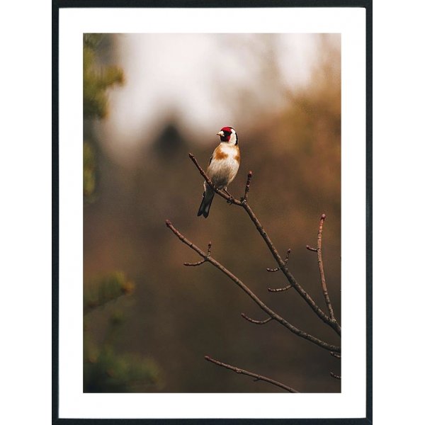 Posterworld - Motivfugl - 70 x 100 cm