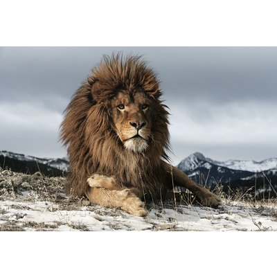 Glasplade Lion - 120x80 cm