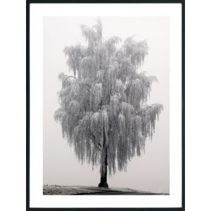 Posterworld - Motiv Frosty tr - 50x70 cm