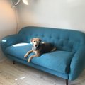 Kundebillede Boggie 3-personers sofa - Alle farver og stof