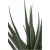 Aloe Vera kunstig plante - H:51 cm - Grn