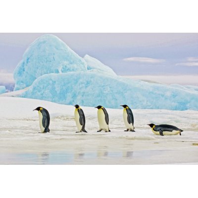 Glasmaleri - Pingviner - 120x80 cm